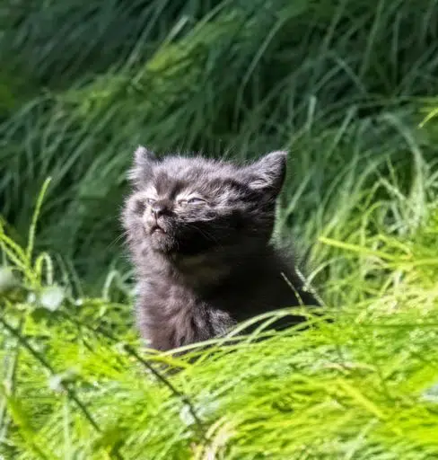 The $Higher cat, a grey kitten in tall grass looking up at the sky